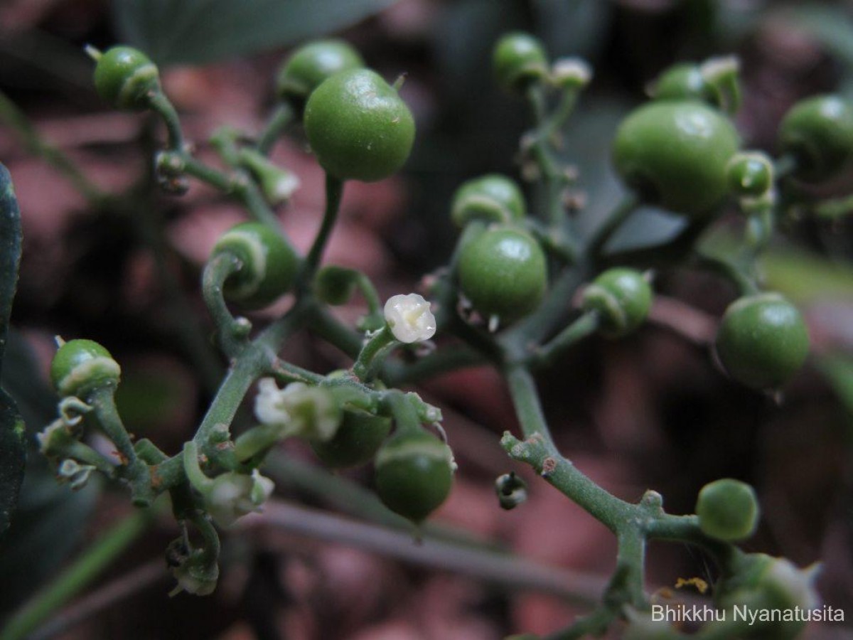 Cayratia pedata (Lam.) Gagnep.